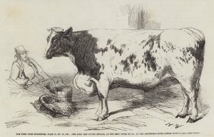 Birincilik Ödülü Shorthorn, Sınıf 10, No 89, £ 25; ve Smithfield Club Sığır Gösterisinde En İyi Dümen veya Öküz olarak Altın ve Gümüş Madalyalar